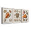 Collection de coquillages VII - ensemble de 3 reproductions d'art sur toile-1813018566-1813018572