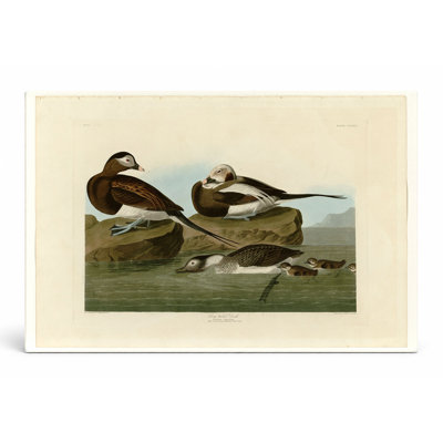 Long-tailed Duck, Plate CCCXII (1836) — Landscape Canvas Wall Art