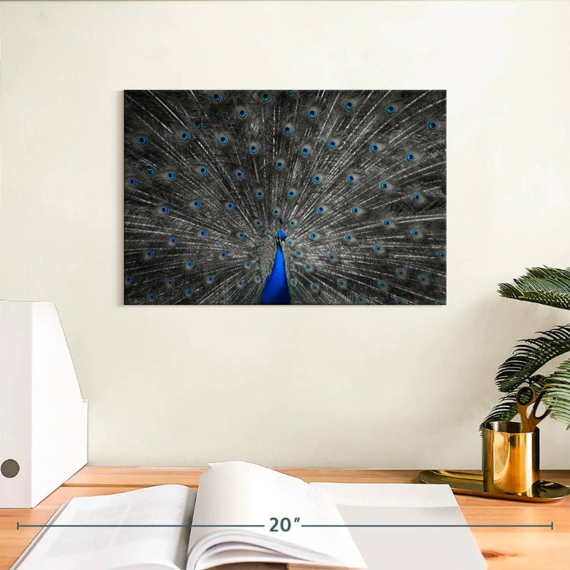 Plume de paon bleu Crowle, H 8 po x l 12 po