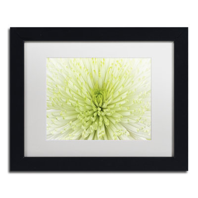 « lime light spider mum », reproduction de photo sur toile encadrée