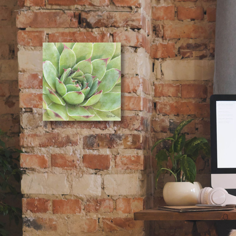 «Garden Succulents 4 Color» par Laura Marshall, art mural sur toile, H 12 po x l 12 po x P 0,75 po