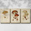 Ensemble de 3 pièces champignon V Variétés encadrées sur toile-97708995-97709001