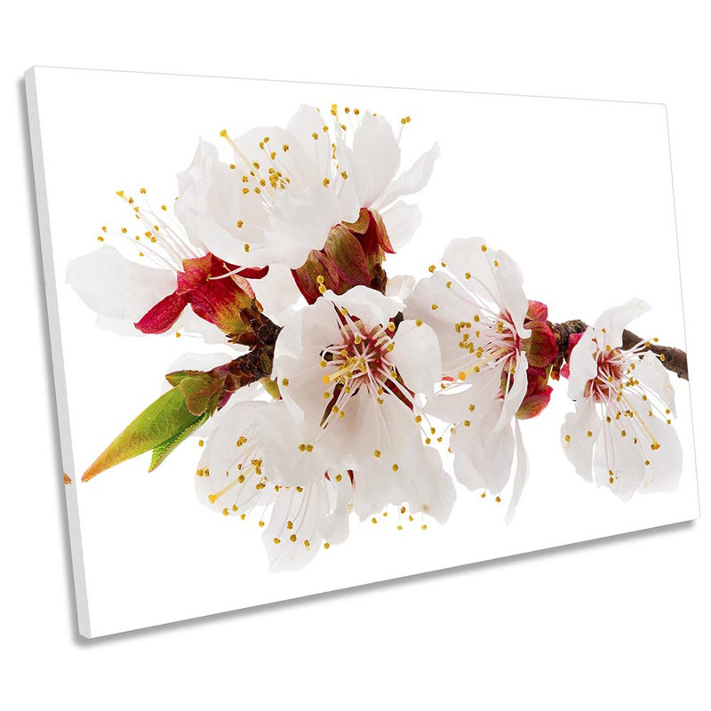 Apricot Floral Flower Blossom - Wrapped Canvas Print, 30.5cm H x 45.7cm W x 2cm D