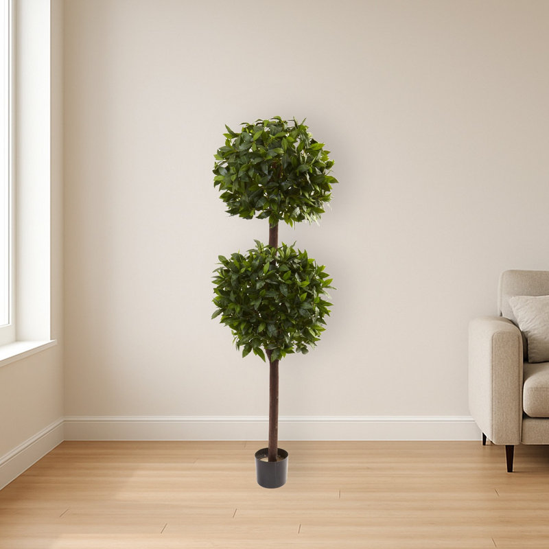 Sweet Bay Double Ball Topiary
