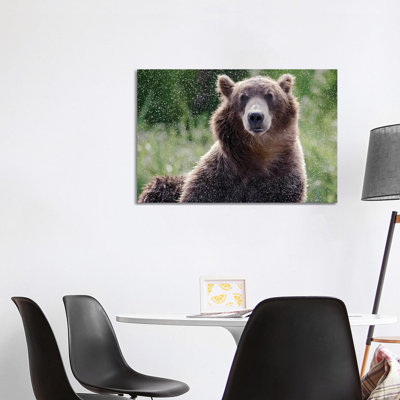 Brown Bear Shaking off Water, Kamchatka, Russia 1 Piece Wrapped Canvas Wall Art