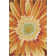 Colleen Floral Indoor Rug