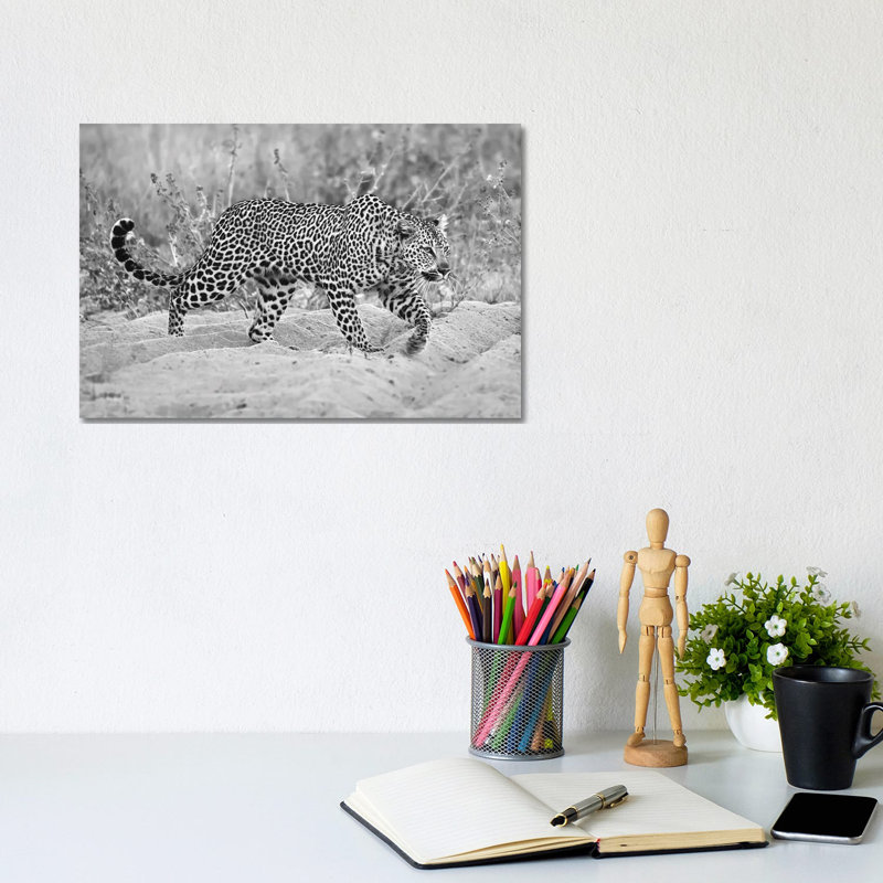 Leopard Walking In Black And White by MScottPhotography - Wrapped Canvas Print, 20.32 cm H x 30.48 cm W
