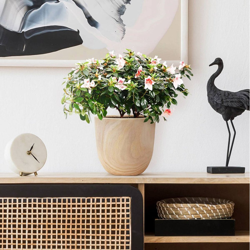 RADIAL Round Indoor Plant Pot for House Plants with Waterproof Liner | Natural Wooden House Planter 