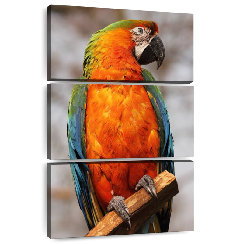 Brampt Catalina Macaw, 32" H x 20" W