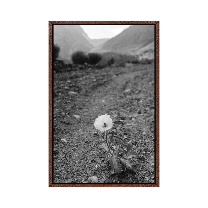 Monochrome Yosemite Bloom by Bethany Young - Print on Canvas, 101.6cm H x 66.04cm W x 3.81cm D, Classic Brown Wood Framed