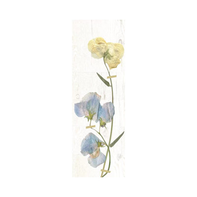 Pressed Sweet Pea II by Carol Robinson - Wrapped Canvas Panoramic Painting