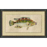Fish Study 3 Painting