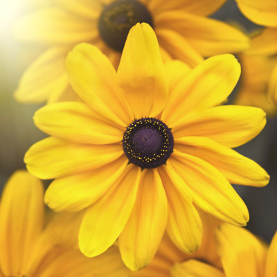 Yellow Flowers 1 Piece Wrapped Canvas Wall Art