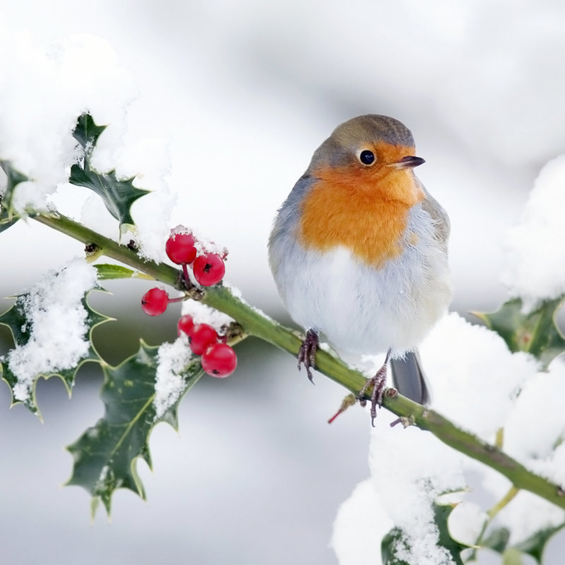 Robin In The Snow by Andrew_Howe - Wrapped Canvas Print, 76cm H x 76cm W x 3.8cm D