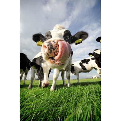 Cow with Huge Tongue 1 Piece Wrapped Canvas Wall Art