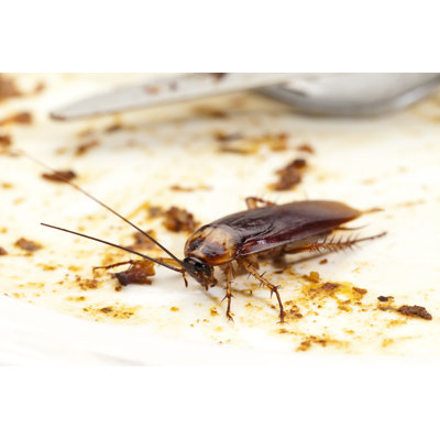 Cockroach by Fcafotodigital