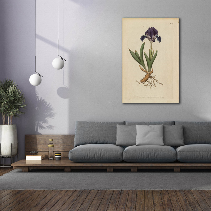 Epic Graffiti 'Dwarf Iris'  by Art Licensing Studio Canvas Wall Art, 40" x 60"