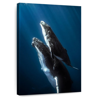 Brampt Humpback Whale And Its Calf