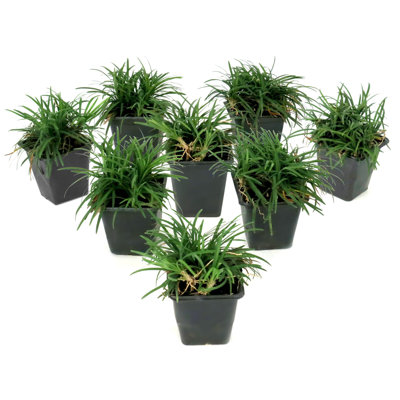 4 in. Dwarf Mondo Grass (8-Pack)