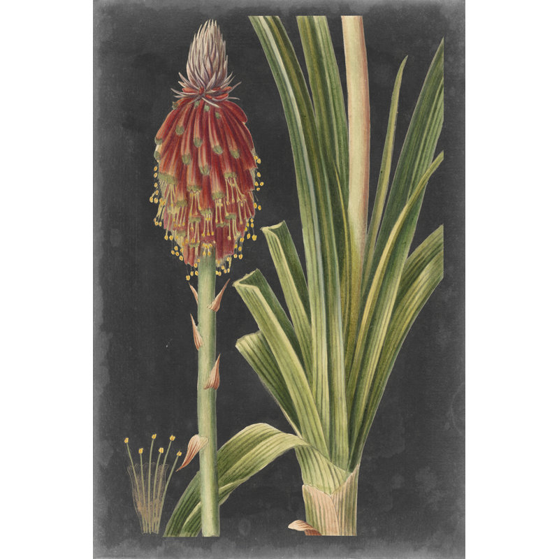 Dramatic Tropicals IV - Graphic Art, 76 cm H x 51 cm W, Black Floater Frame