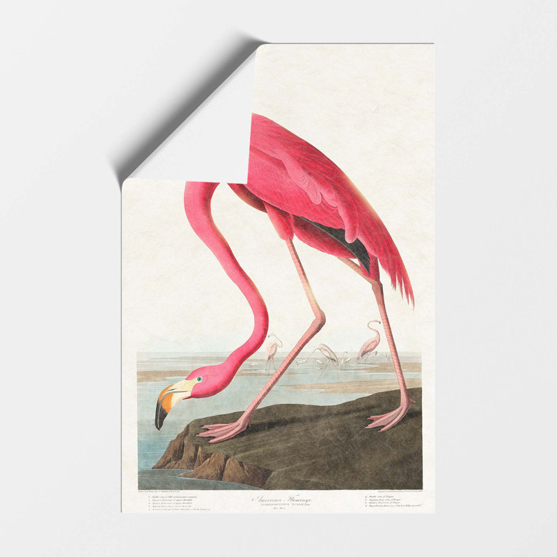 Pink Flamingo by John James Audubon - Wall Art, 59.4 cm H x 42 cm W x 0.01cm D, Paper