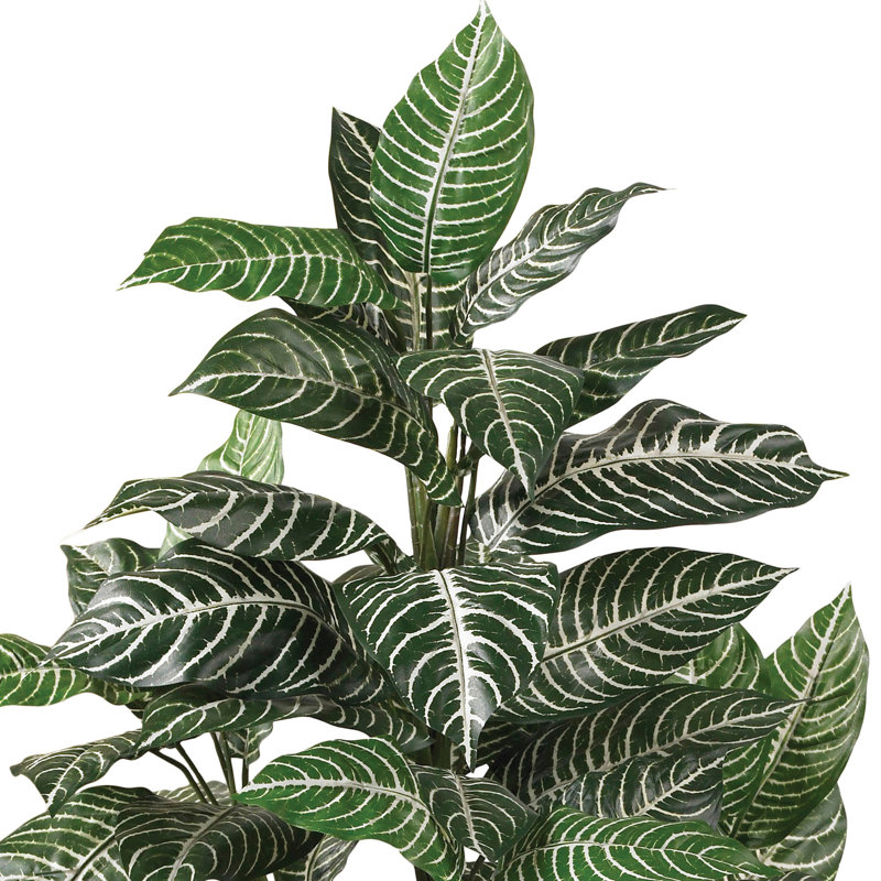Plante zébrée soyeuse en pot