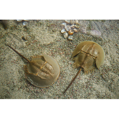 Crabe en fer à cheval