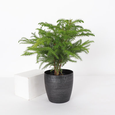 Live Norfolk Island Pine Plant In Classic Pot