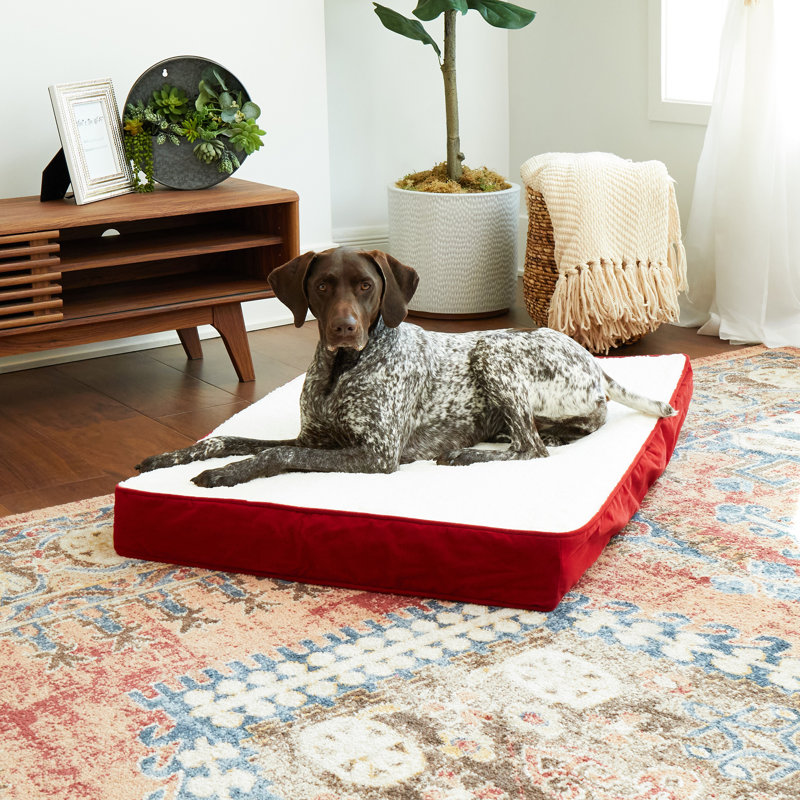 Lit orthopédique pour chien Lind Stockholm, Moyen (l 42 po x P 30 po x H 4 po), Cramoisi