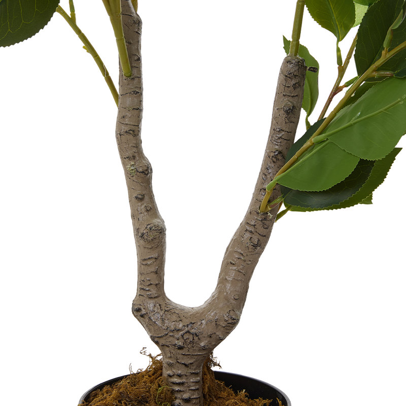 90cm Plant