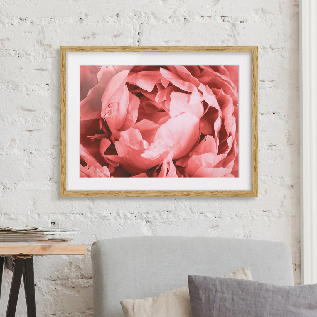 Gerahmter Grafikdruck Peony Blossom Coral