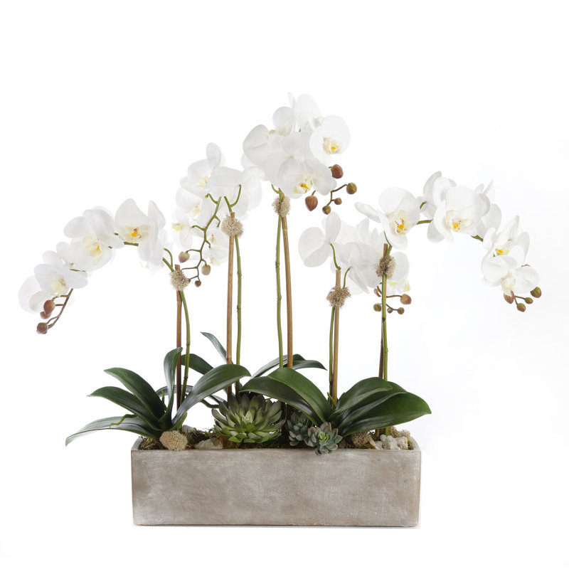 Orchid Arrangement in Pot
