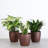 Live Low Light Houseplant Set