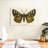 Brampt Natures Butterfly V-107852149