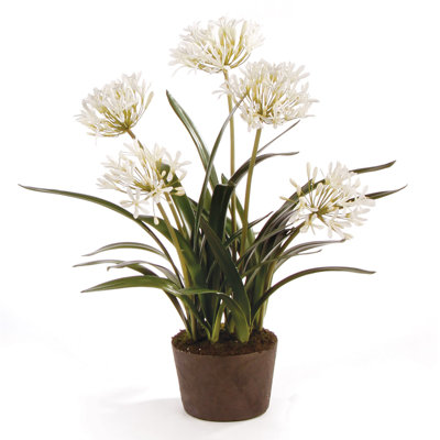 Centre de table Octavia Agapanthus