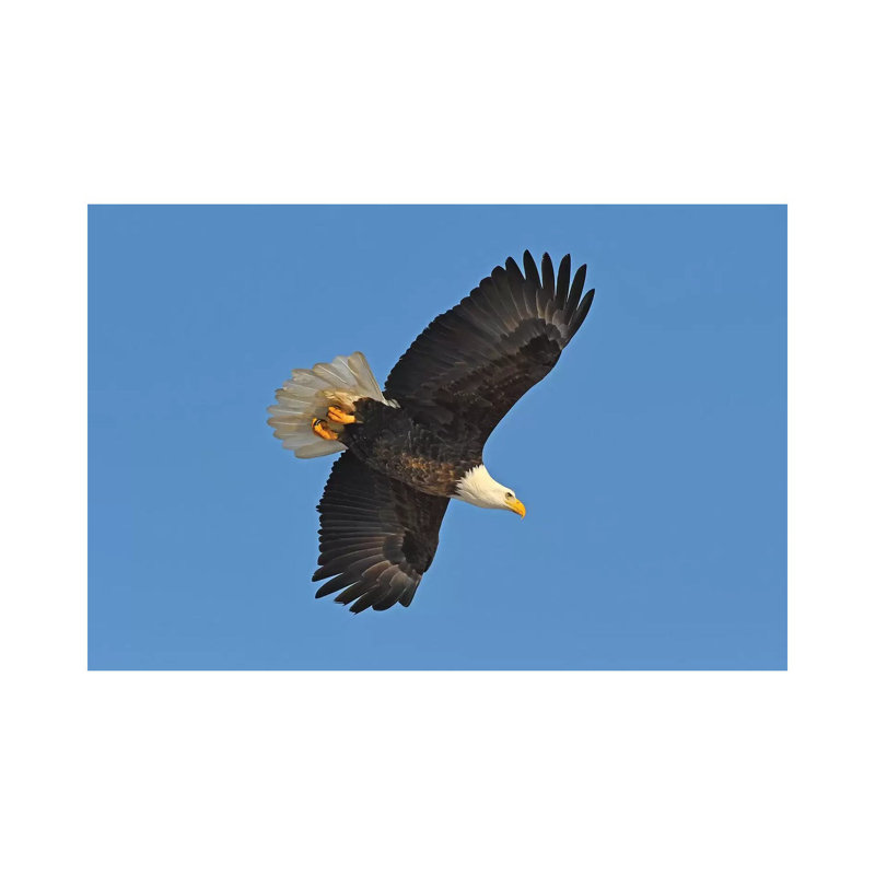 Bald Eagle in Flight 1 Piece Wrapped Canvas Wall Art, 20.32cm H x 30.48cm W