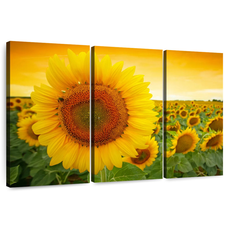 Tournesol Harnek, H 28 po x l 45 po