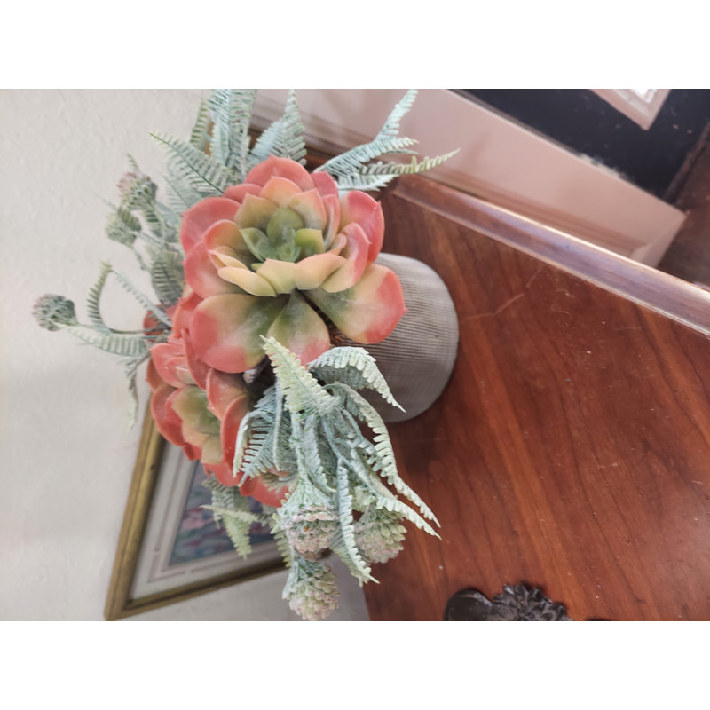 Arrangement de plantes grasses