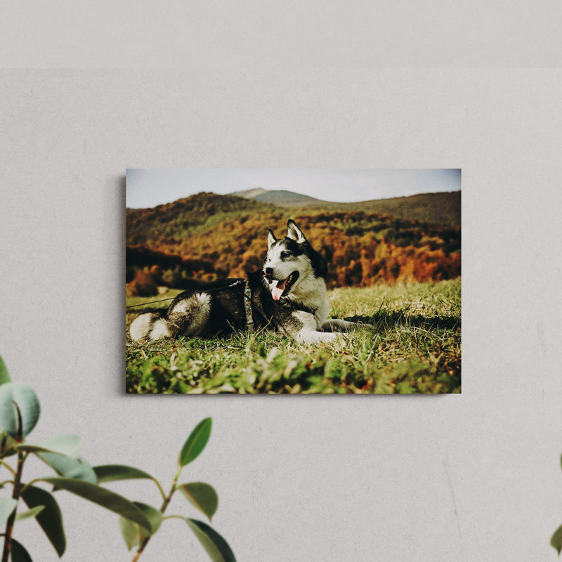 Husky Lying Down in Grass, 8" H x 12" W