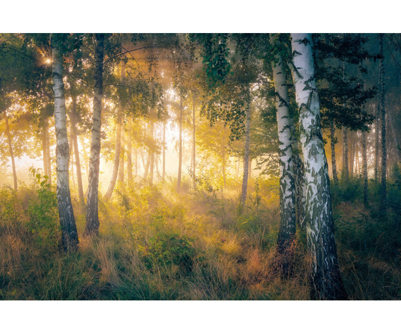 In the forest, 50.8 cm H x 76.2 cm W