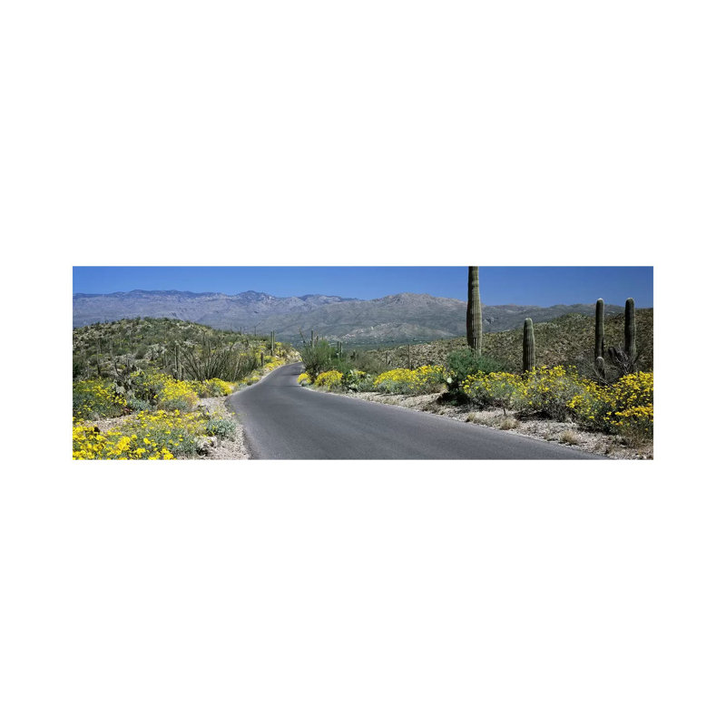 Road Passing Through A Landscape, Saguaro National Park, Tucson, Pima County, Arizona, USA - Wrapped Canvas Panoramic Print