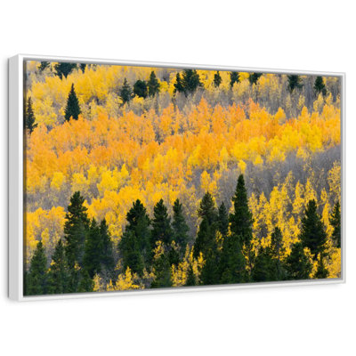 Colorado Aspen Wilderness