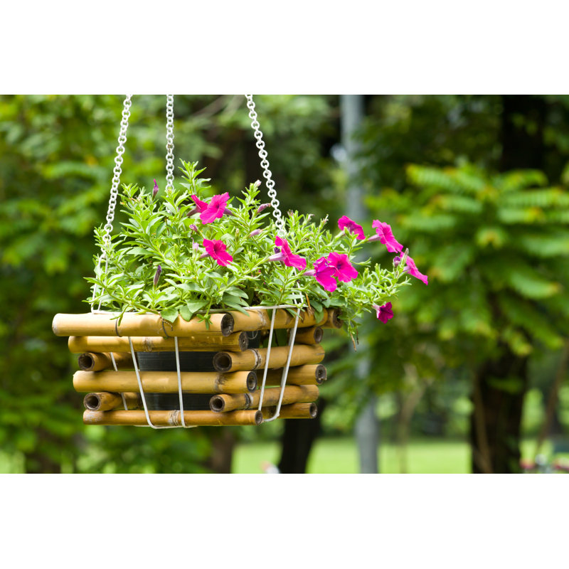 Hanging Plant by Artemisphoto - Wrapped Canvas Print, 51cm H x 76cm W