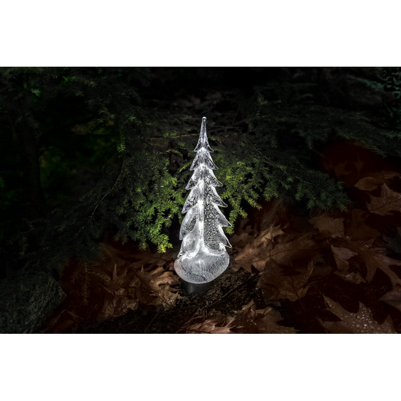 Silver Leaf Evergreen, 8 inch