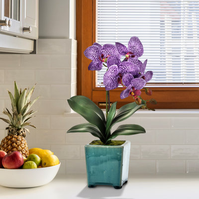 Orchid Arrangement in Pot
