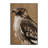 Washable Northern Goshawk Birds Area Rug-1576599199