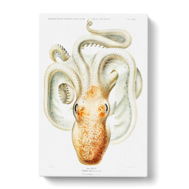 A Velodona Octopus by Carl Chun - Wrapped Canvas Painting, 50cm H x 35cm W x 3cm D