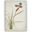 «Botanical Plate XV», reproduction d'impression sur toile-22188151