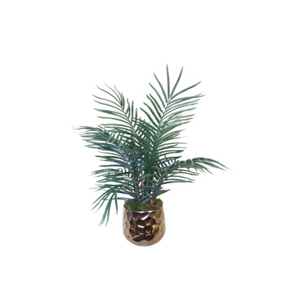 Parlour Palm in Gold Planter