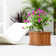 Alann 15 inch Cedar wood Square Planter Box